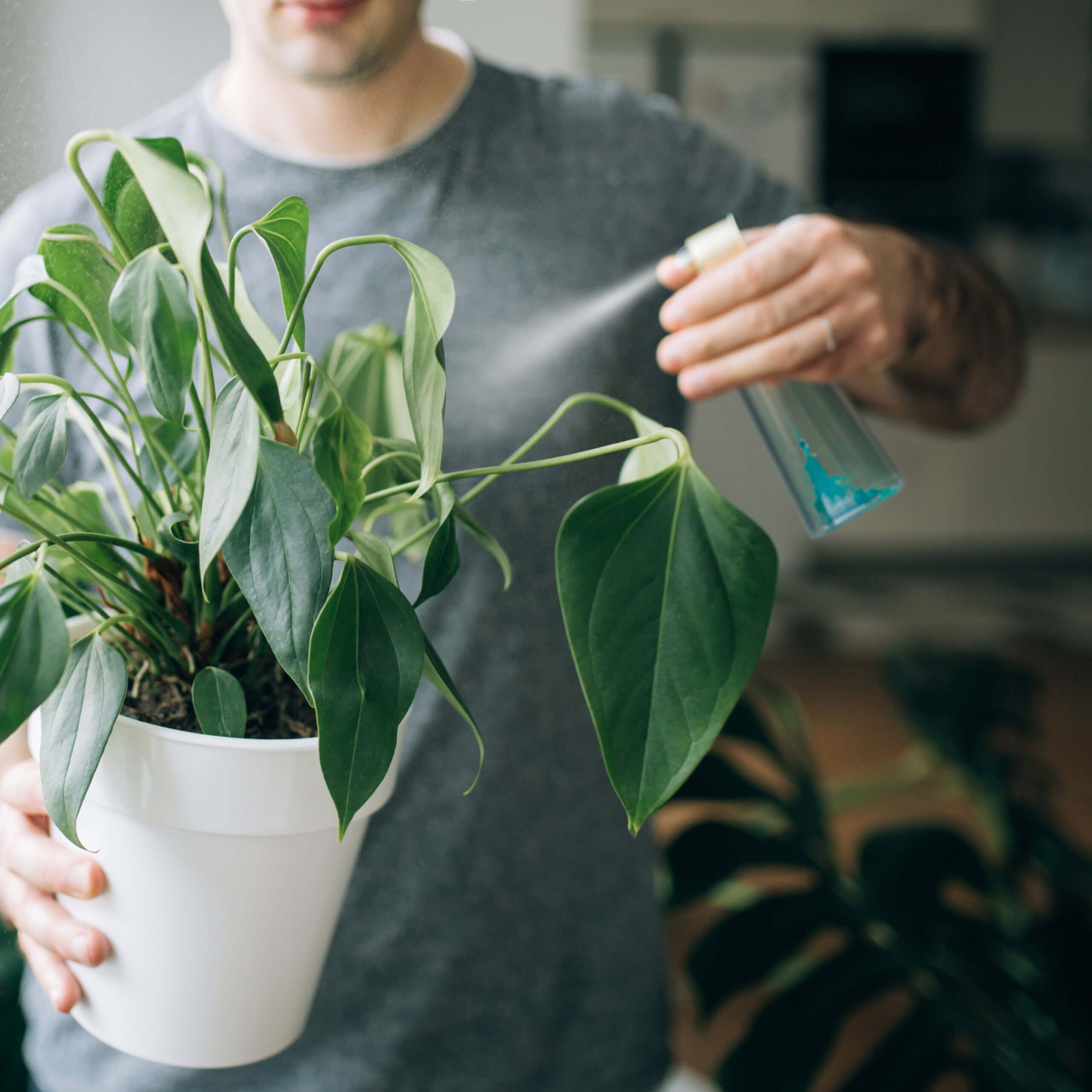 Aerosoles para plantas